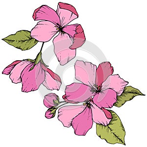 Vector Apple blossom floral botanical flower. Pink and green engraved ink art. Isolated flowers illustration element.