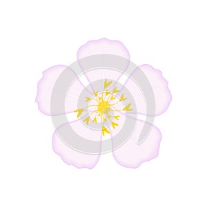 Vector apple tree flower isolated on white background.