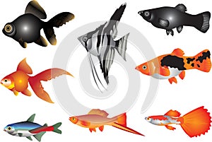 Vector - Aquarium Fish Freshwater