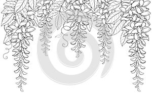 Vector arch or tunnel of outline Wisteria or Wistaria flower bunch, bud and leaf in black isolated on white background. photo