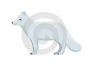Vector arctic fox