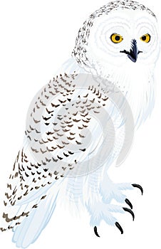 Vector arctic snowy owl illustration