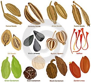 Vector of aromatic culinary Herb. Different seed spice - Fennel Caraway Anise Cumin Dill Cumin Ajwain Saffron Cardamom Garden