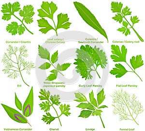 Vector of aromatic culinary Herb, leaves. Coriander Cilantro Celery Culantro Celeriac Dill Parsley Chervil Lovage Fennel Leaf