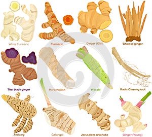 Vector of aromatic culinary Herb rhizome, root. Different Turmeric, Ginger, Galangal, Ginseng, Wasabi, Horseradish. Healthy