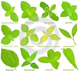 Vector of aromatic culinary Herb seed, vegetable - Different mint, Lemon Balm, Sage, Lemon Verbena, Witch hazel, Stinging Nettle