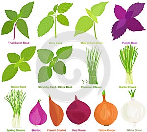 Vector of aromatic Herb, bulb vegetable - Basil, Chives, Onions, Shallot. Healthy ingredients. Colorful set of food illustration