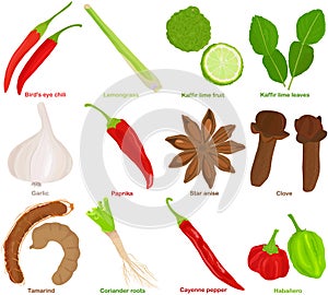 Vector of aromatic Herb, vegetable - Chili, Lemongrass, Kaffir lime, Garlic, Paprika, Star anise, Clove, Tamarind, Coriander roots