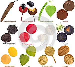 Vector of aromatic Herb, vegetable - Chili, Lemongrass, Kaffir lime, Garlic, Paprika, Star anise, Clove, Tamarind, Coriander roots