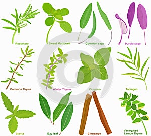 Vector of aromatic Herb, vegetable - Rosemary Sweet Marjoram Sage Thyme Oregano Tarragon Stevia Bay leaf Cinnamon. Healthy