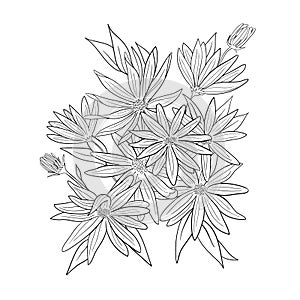 Vector artichokes flower bouquet for coloring page