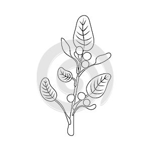 Vector Ashwagandha, Outline illustration, ayurvedic herb, outline black and white.