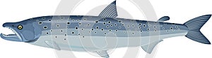 Vector Atlantic salmon Salmo salar