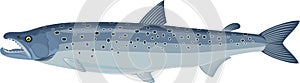 Vector Atlantic salmon Salmo salar photo