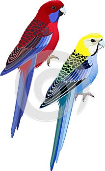 Vector Australia parrots Pale-headed rosella and Crimson Rosella