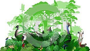 Vector Australia tropical jungle rainforest illustration with animals.