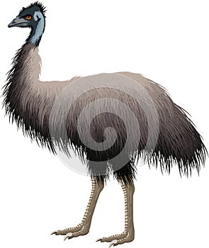 Vector Australian ostrich Emu isolated on white photo
