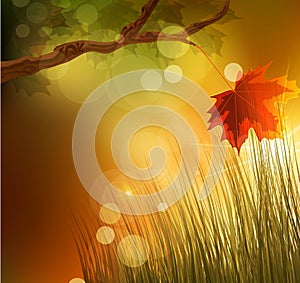 Vector autumn background with maple leaf