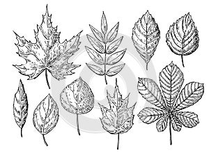 Vector autumn drawing leaves set. objects. Hand drawn d