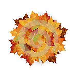 Vector autumn fallen leaves. Leafs element floral color garden