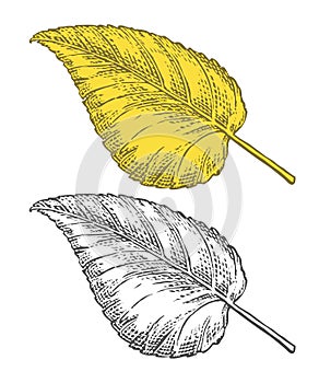 Vector autumn leaf in engraving style