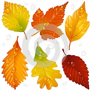 Vector autumn leaf set