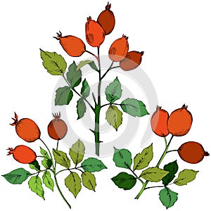 Vector autumn red rose hip plant. Plant botanical garden floral foliage.