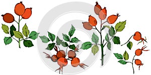 Vector autumn red rose hip plant. Plant botanical garden floral foliage.