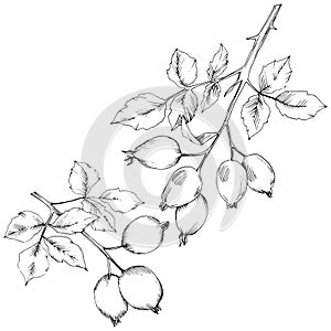 Vector autumn rose hip plant. Plant botanical garden floral foliage.