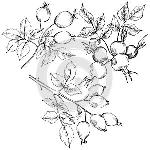 Vector autumn rose hip plant. Plant botanical garden floral foliage.