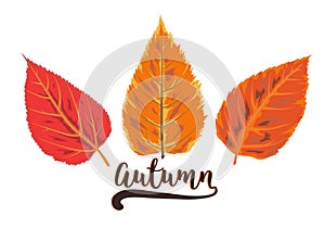Vector autumn watercolor style seasonal card design with drawn o