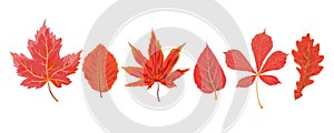 Vector autumn watercolor style seasonal Fall maple cherry chestnut mulberry tree red orange leaves drawn forest leaf. Greeting po