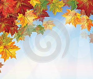 Vector of autumnal leaves on blue sky background.