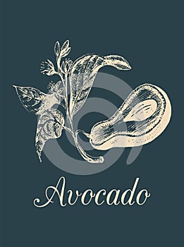 Vector avocado fruit,seed and branch illustration.Hand drawn botanical sketch of green tropical plant in engraving style