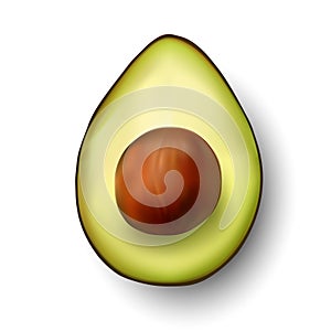 Vector avocado illustration