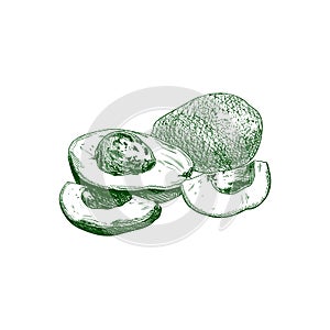Vector Avocados Drawing Isolated on White Background, Hatch Hand Drawn Illustration, Group of Fruits.
