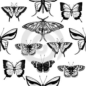 Vector backdrop with high detailed insects sketches. Hand drawn butteries illustrations in vintage style. Entomological drawings photo