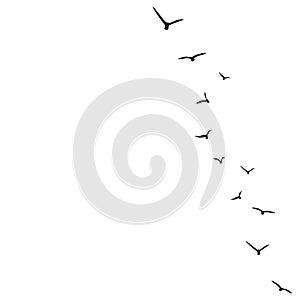 Vector background with flying birds on the right side