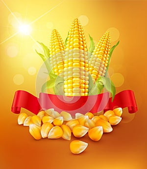 Vector background with grains and cobs of corn and red ribbon photo
