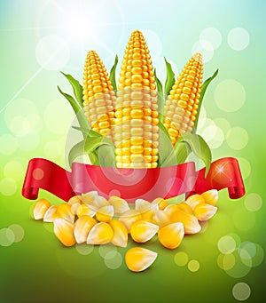 Vector background with grains and cobs of corn and red ribbon photo