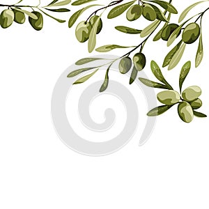 Vector background with olive tree decoration. Vegan food illustration