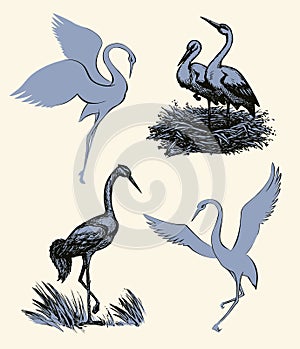 Vector background with pairs of storks in the nest