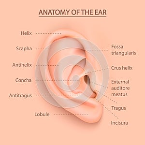 Vector background with structure of the human auricle.