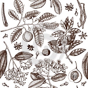 Vector background with tonic and spicy plants. Hand drawn seamless pattern with spices illustrations. Vintage aromatic elements. S