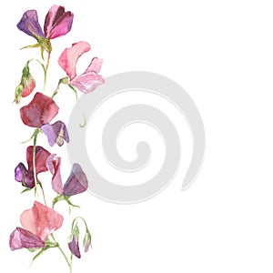 Vector background with watercolor flowers sweet pea and place for text. Can be greeting card, invitation, design element.