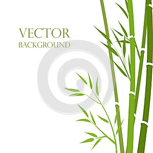 Vector, bamboo stalks abstract style on a white background. . Exotic background. Garden background, oriental garde