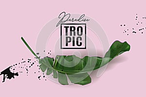 Vector banner of banana leaf on pink