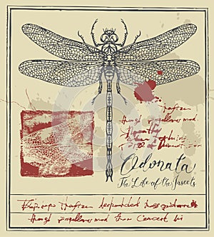 Retro banner with drawing of dragonfly