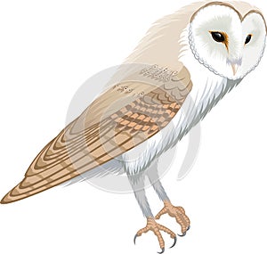 Vector barn owl - tyto alba photo