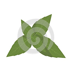 Vector basil illustration isolated in cartoon style. Herbs and Species Series.